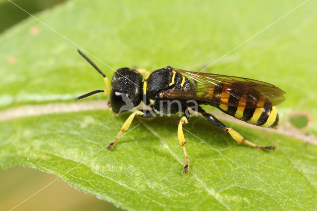 Ectemnius lituratus