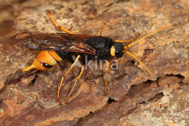 banded horntail