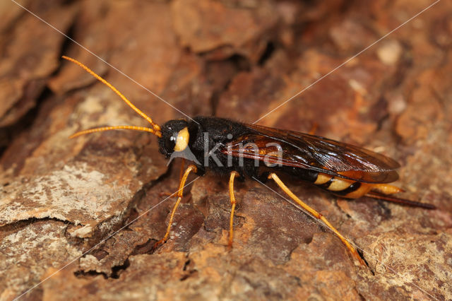 banded horntail