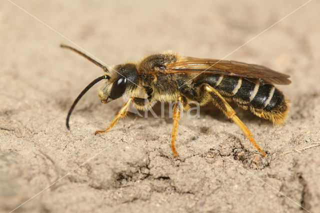 Halictus quadricinctus