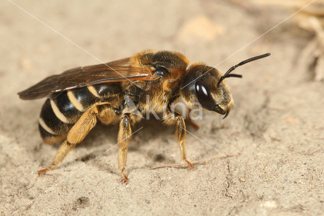 Vierbandgroefbij (Halictus quadricinctus)