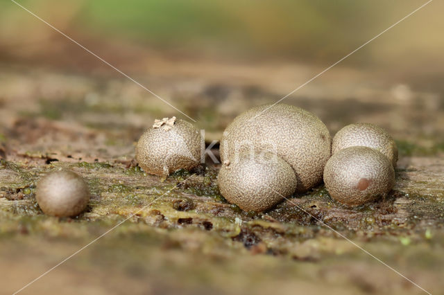 Wolf's Milk (Lycogala epidendrum)