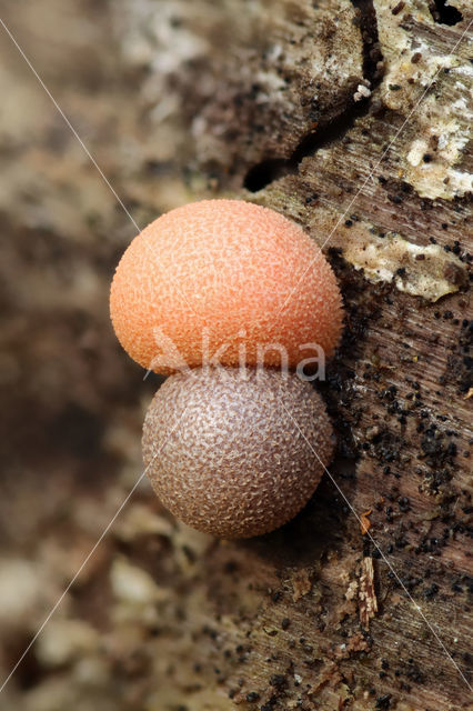 Wolf's Milk (Lycogala epidendrum)