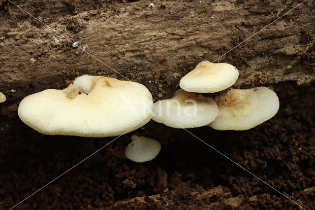 Peeling Oysterling (Crepidotus mollis)