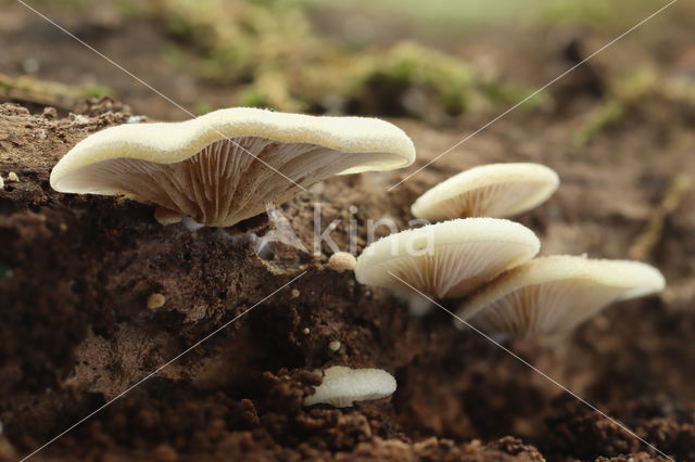 Peeling Oysterling (Crepidotus mollis)