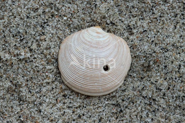 Noordse cirkelschelp (Lucinoma borealis)