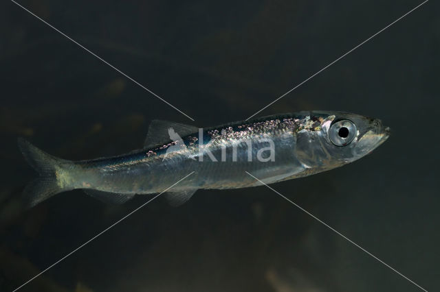 Herring (Clupea harengus)