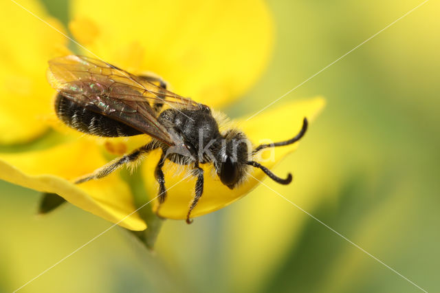 Zadeldwergzandbij (Andrena falsifica)