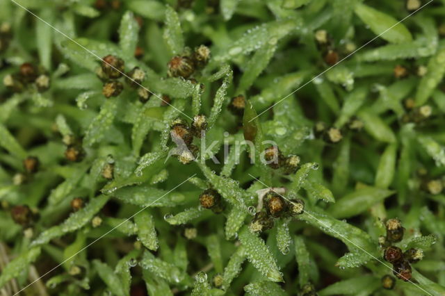 Marsh Cudweed (Gnaphalium uliginosum)