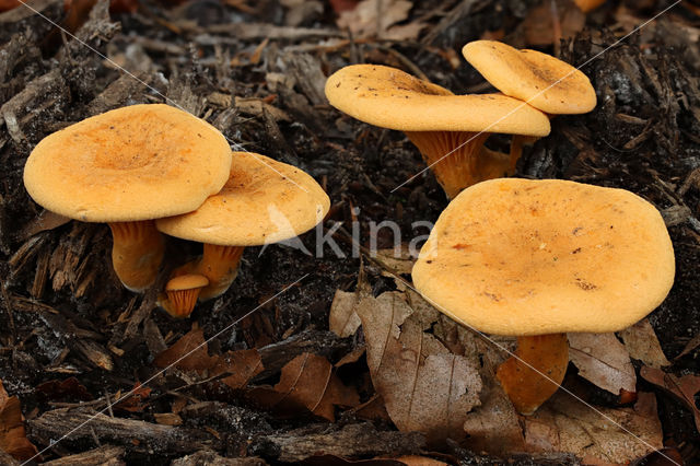 Valse hanenkam (Hygrophoropsis aurantiaca)