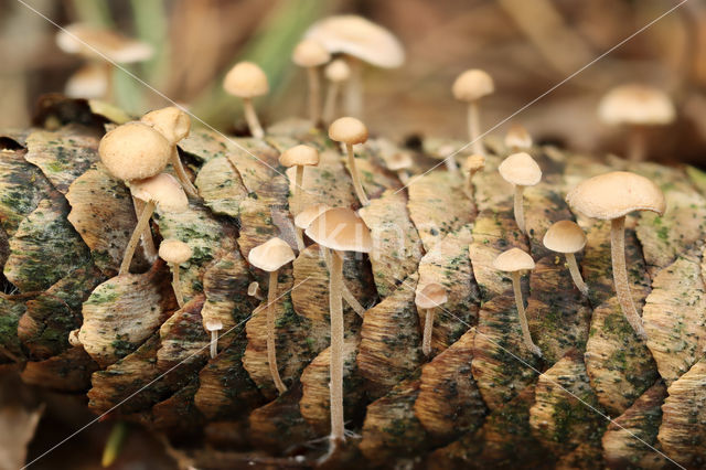 Conifercone Cap (Baeospora myosura)