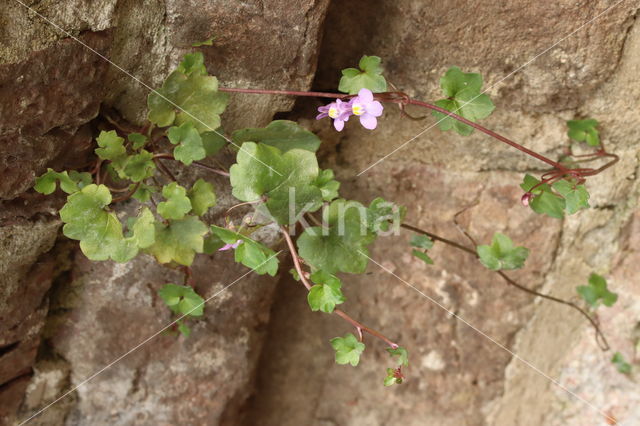 Muurleeuwenbek (Cymbalaria muralis)