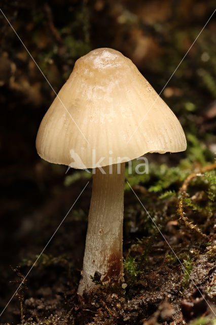 grooved bonnet (Mycena polygramma)