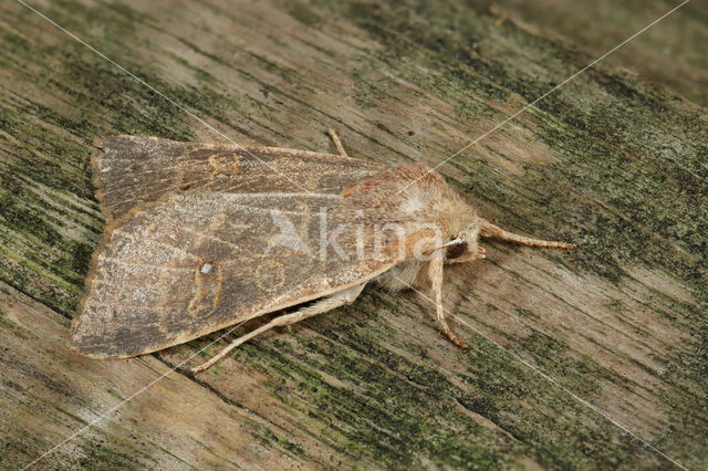 Populierengouduil (Xanthia ocellaris)