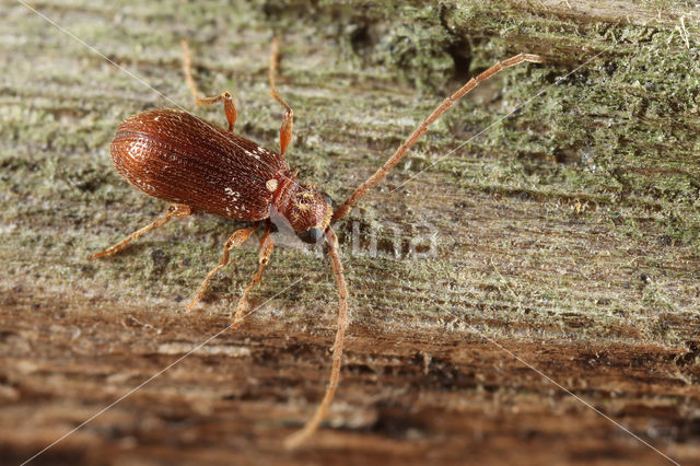 whitemarked spider beetle (Ptinus fur)