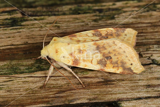 The Sallow (Xanthia icteritia)