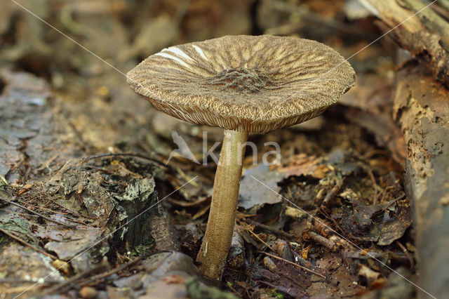 Pronkhertenzwam (Pluteus umbrosus)