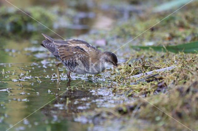 Klein Waterhoen (Porzana parva)