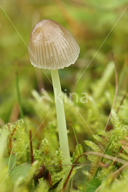 Graskleefsteelmycena (Mycena epipterygia)