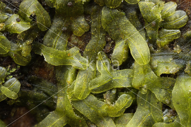 Bleek boomvorkje (Metzgeria furcata)