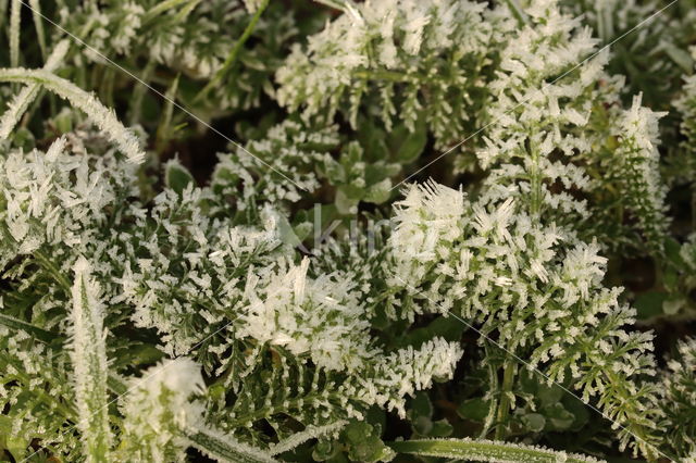 Common yarrow (Achillea millefolium)