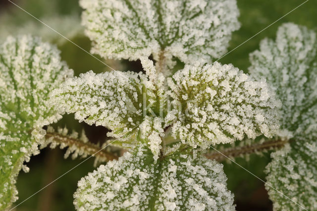 Stinging Nettle (Urtica dioica)