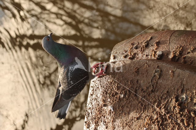 Feral Pigeon (Columba livia domestica)