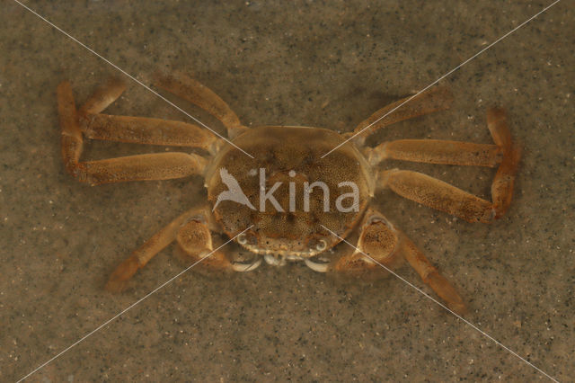 chinese mitten crab (Eriocheir sinensis)