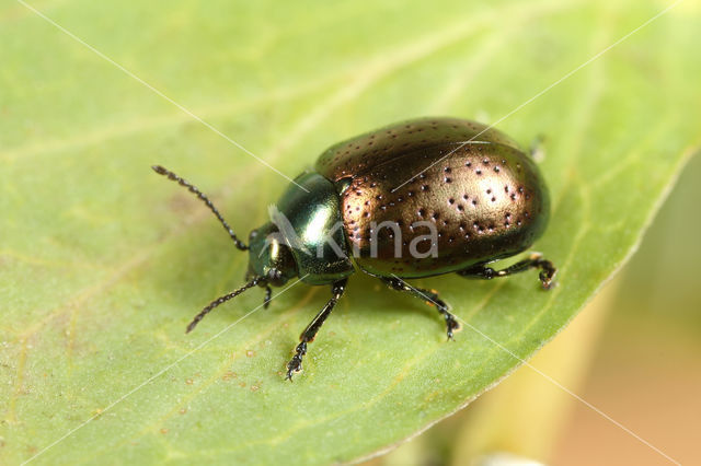 Chrysolina hyperici