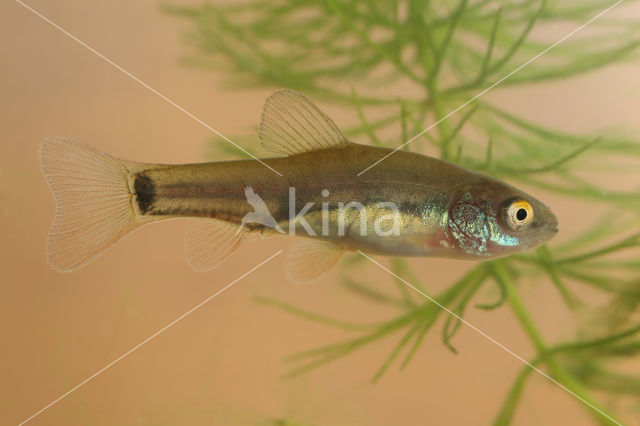 Tench (Tinca tinca)