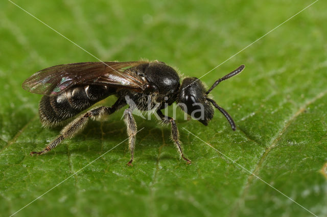 Lasioglossum rufitarse