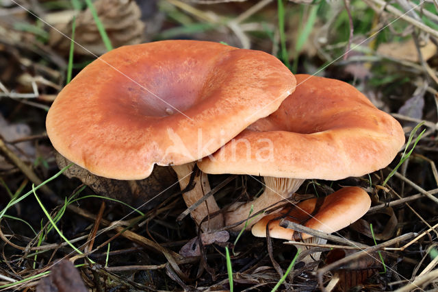 Roodbruine schijnridderzwam (Lepista flaccida)