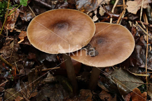 deer mushroom (Pluteus cervinus)