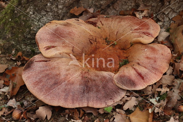 Biefstukzwam (Fistulina hepatica)