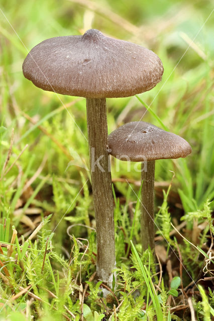 Silky Pinkgill (Entoloma sericeum)