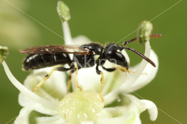 Kleine tuinmaskerbij (Hylaeus pictipes)