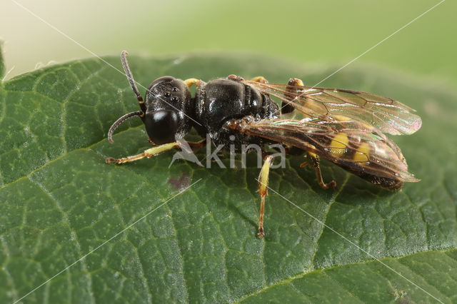 steekmuggendoder (Crossocerus quadrimaculatus)