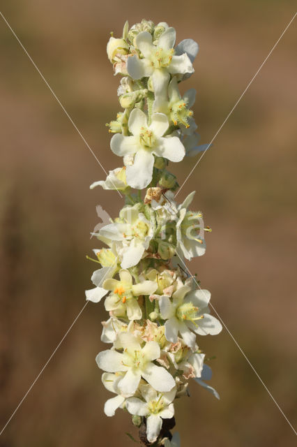 Melige toorts (Verbascum lychnitis)