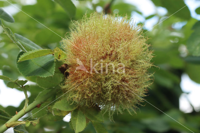 mossyrose gall wasp (Diplolepis rosae)