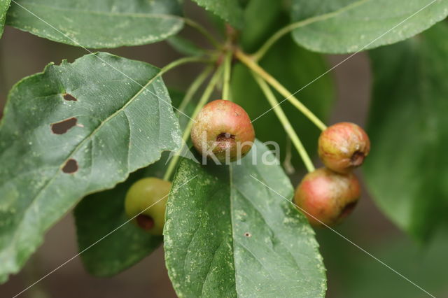 Sierappel (Malus)