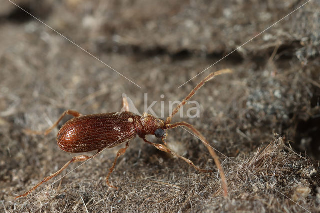 whitemarked spider beetle (Ptinus fur)