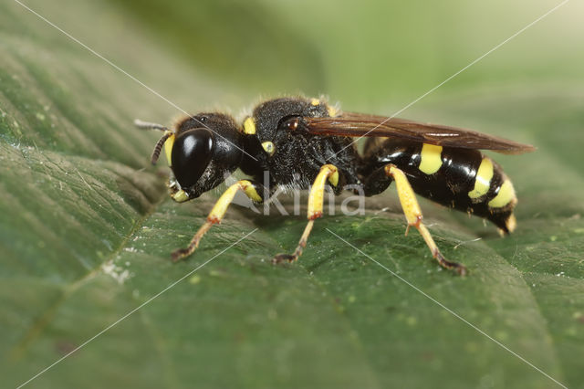 Square-headed Wasp (Ectemnius continuus)