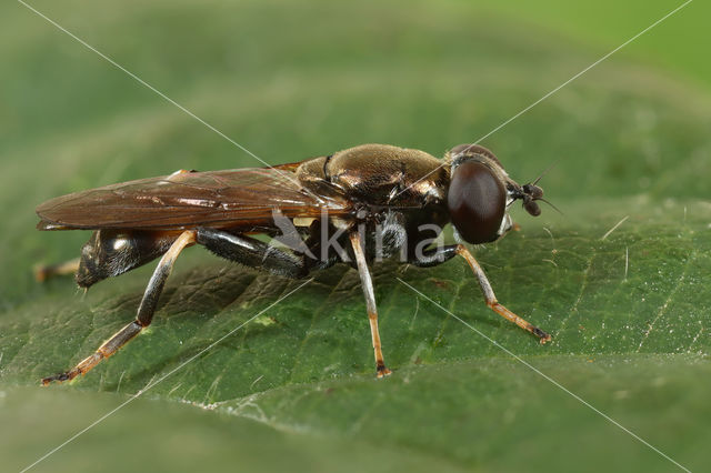 Kleine Rode Bladloper (Xylota tarda)