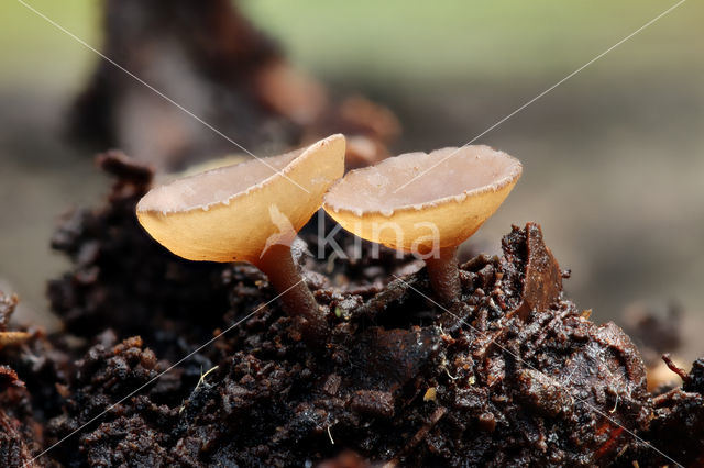 Eikentakstromakelkje (Poculum firmum)