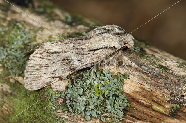 Kromzitter (Asteroscopus sphinx)