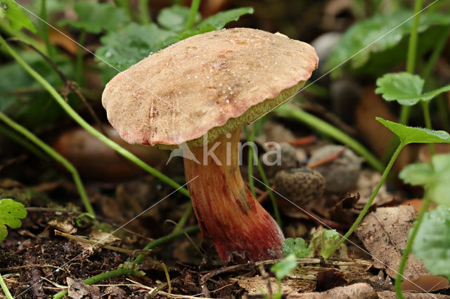 Roodsteelfluweelboleet (Boletus chrysenteron)