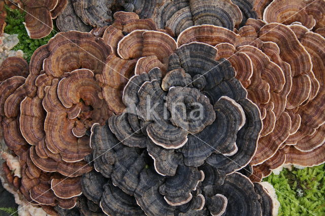 Turkey Tail (Trametes versicolor)