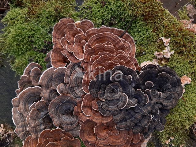 Turkey Tail (Trametes versicolor)