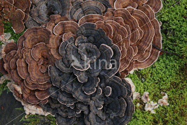 Gewoon elfenbankje (Trametes versicolor)