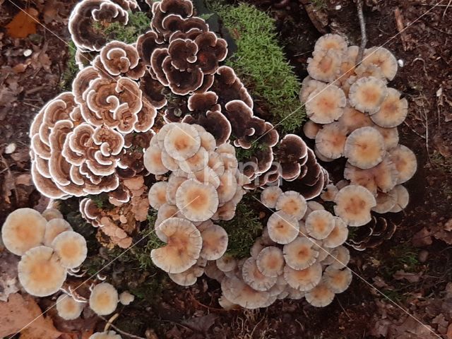 Turkey Tail (Trametes versicolor)